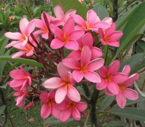 Plumeria rubra cv. 'Aussie Pink'