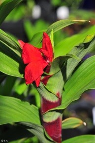 Roscoea purpurea 'Red Gurkha'