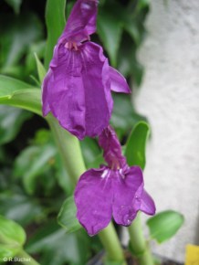 Roscoea humeana 