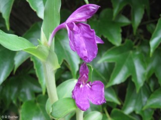 Roscoea humeana 