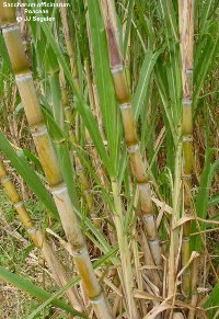 Saccharum officinarum