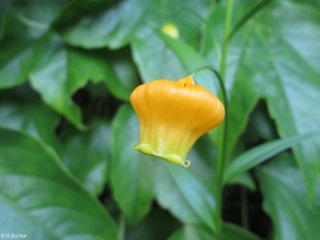 Sandersonia aurantiaca