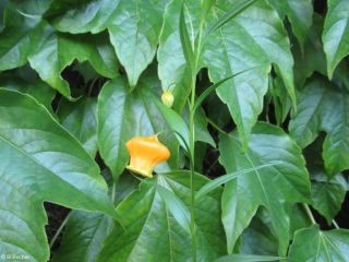 Sandersonia aurantiaca