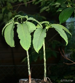 Typhonium venosum