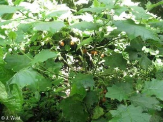 Solanum hirsutissimum