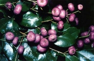 Syzygium francisii