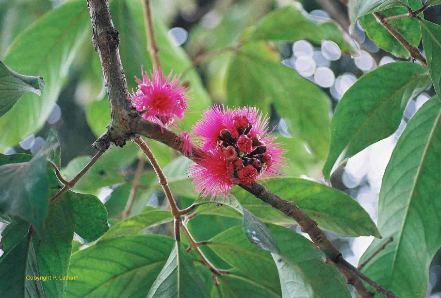 Baum Mit Langen Gelben Blüten