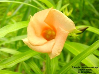 Thevetia peruviana 'orange' 