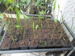 Typhonodorum lindleyanum