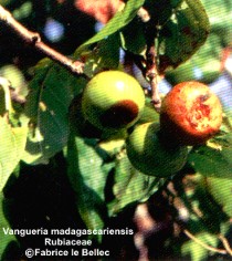 Vangueria madagascariensis