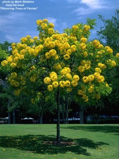 Cassia leptophylla